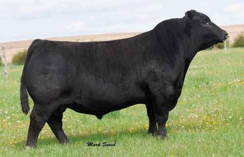 Cash R400 Sons Styles Cash R400 / Sire of Lots 76 through 78.