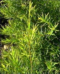 Natural Remedies 1. Tea Tree Oil This amazing natural oil is extracted from the tea tree commonly found in Australia. This oil has amazing antiseptic properties and is used in natural disinfectants.