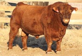 Red Angus Herd Sires A HB 89 CED 9 BW -1.9 WW 75 YW 121 MILK 16 MARB 0.00 REA 0.21 BFAT -0.
