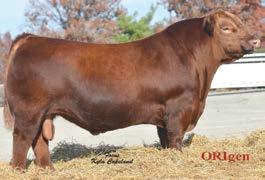 We have been impressed with their eye appeal and growth. We just got our hands on a few more straws of his semen so look for more calves in the future. L HB 191 CED 17 BW -5.