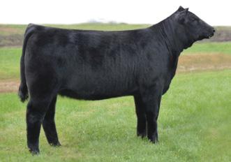 Fancy Simmental & SimAngus Show Heifers 31 Breeder: Richard Siek Family RSF BLACK OPAL 950W Dbl. Polled Black 3/4 SM 1/4 AN ASA#2497467 BD: 3-9-09 Tattoo: 950W Adj. BW: 96 Adj. WW: 731 8 0.