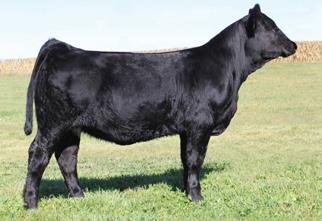 01 98 57 Triple C On Patrol L1F SAC Mr MT 73G Sunshine 628F RSF Hall Cow 950J CMB Carbon Copy C2 Hall Angus Cow 50 Black Opal is the power heifer of our 2009 North Central offering.