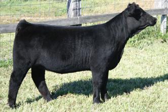 She is a loose hided, explosive middled female with a tremendous amount of internal dimension and base width. She is a heifer that is heavy muscled and is still flexible and sound.