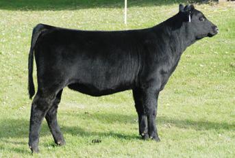 04 98 55 VPF TVC Check Him Out PVF-BF BF26 Black Joker Drake Right About Now GLS Kelly K16 Meyers Red Top Miss 600U CH D037 W27 is a solid black, smooth polled and very complete female.