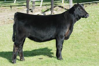 Breed this female to a solid colored bull, and watch her produce those highly sought after baldy calves.