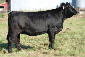 us to consign an Angus open heifer, we chose this high performing, soggy, full sister to the 2008 National Junior Angus Show Reserve Champion Cow, SH Raptors Rose Lee 6460.