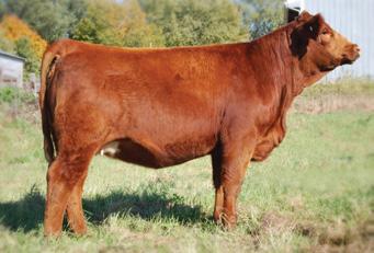 I. Sire: SAND Ranch Hand Date: 5-4-09 Est. Plan Mating: * -1.7 30 52 * 6 21 * Carcass: CW -9.4 YG -.11 Marb.13 BF.01 REA.