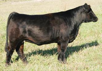 She settled first service and is bred to calve late January to the calving ease specialist, Hooks Shear Force 38K.
