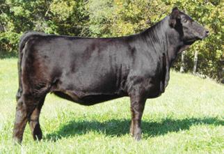00 99 59 Casons Mr All Beef SVF/NJC Built Right N48 Casons Miss Blueberry Drake Whiskey Drake My Way Drake Miss 307K Cason s Miss Courtney is an outstanding daughter of our new herd sire Cason s Mr.