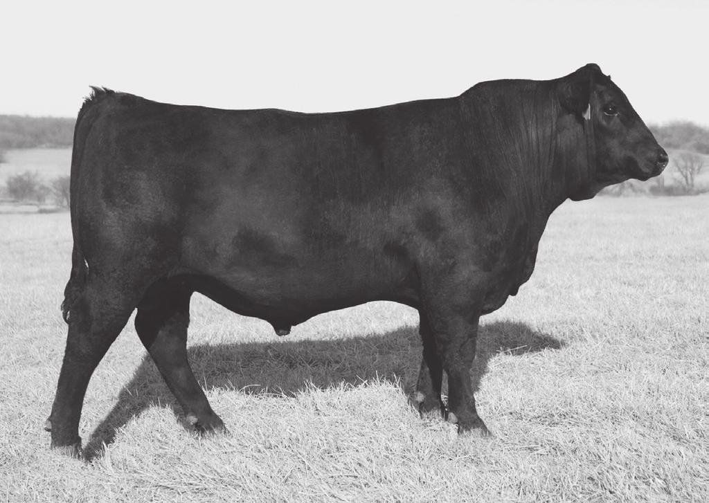 36 38 BTC Homestead 711 Born: 1/29/2017 18888098 Tattoo: 711 BULL Presented By: Brice Conover, Baxter, IA Basin Excitement Hoover Homestead 17529337 BW -.