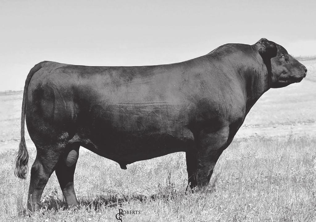 14 15 16 DLH Journey 152 178 Born: 3/11/2017 18859109 Tattoo: 178 BULL Presented By: D Lynn Henry, Indianola, IA B/R Future Direction 4268 WR Journey 1X74 16924332 BW +0 CW +24 2 Bar 5050 New Design