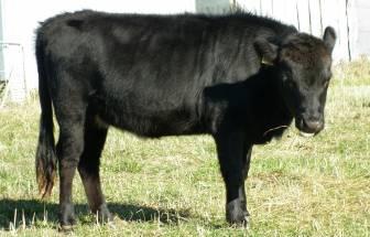 NLIS MFUL0296LBK00125 A black heifer who carries the red factor, she could be homozygous polled.