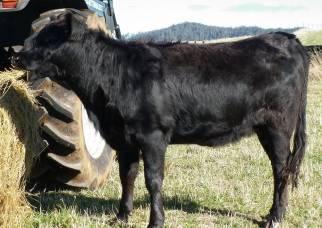 2013 TATTOO MMRJ259 NLIS MFUL0296LBK00128 A big bodied black heifer who is potentially homozygous polled.