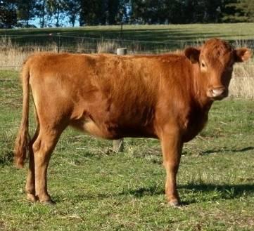 Has an outstanding back end setup and would be an asset to any herd DAM Rawlings Granita LOT 8 Juicy Fruit SIRE Rawlings ET PTIC TO