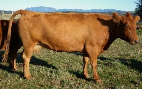 potentially homozygous polled black cow that carries red and is from South African genetics.