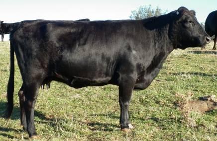 She carries red and produces outstanding progeny DAM Glendale Magenta SPRING CALVING FEMALES WITH CALF AT FOOT LOT 18 Rawlings Gypsy Queen SIRE Rawlings ET PTIC TO Rawlings