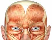 A Practical Primer for Dysport Part 3: Putting It All Together Strategies for Success with Integrative Rejuvenation of the Upper Face In-depth understanding of the aging process and appreciation of