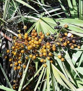 Topical Revitalizing Serum Saw Palmetto Extract Inhibits both type 1 and 2 forms of 5 alphareductase and is more potent than Fenasteride.
