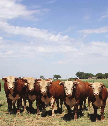 Texas Hereford and
