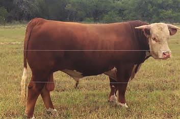 11 / CHB $32 Consigned by IRON LAKE RANCH, ATHENS, TX 29 LJL FORGED IN FIRE 165D Calved 10/17/16 #43837295 Tattoo: 165D JCS SHOWTIME [DLF,IEF] JCS SHOWTIME 2414 [DLF,HYF,IEF] JCS MISS