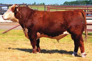 12 / CHB $29 Consigned by MANN CATTLE CO.