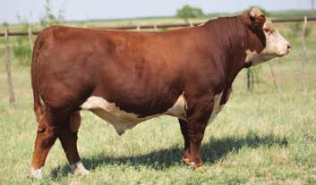His sire is one of the most widely used bulls in the Hereford breed. He is full sib to RJ GKB Integrity 5004 ET. He is in the top 10% of the breed for WW. Consigned by RAFTER J CATTLE CO.