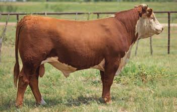 06 / CHB $30 7031 has the growth,performance, and length every cowman desires. He is the kind that will not only raise you great bull calves but his progeny will make great replacement females.