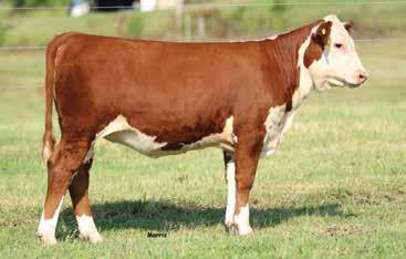 07 42F is very attractive and should make someone a fantastic cow in the future. She is goes back to a well-bred Journagan cow family. Will be halter broke on sale day. Sells open.