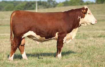 Lot 52 BB 422 Catapults Rev 1735 53 BULL BB 422 NOLANS CATAPULT 1737 P43826275 Calved: March 4, 2017 Tattoo: LE 1737 CRR 719 CATAPULT 109 {DLF,HYF,IEF} TH 122 71I VICTOR 719T {SOD}{CHB}{DLF,HYF,IEF}