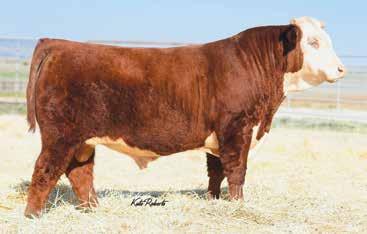 REFERENCE SIRES A HPF LF OVERTIME 556 ET {DLF,HYF,IEF} P43622346 Calved: Feb.