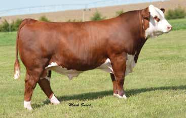 4, 2016 Tattoo: BE 6153 Ref Sire E R Leader 6964 REFERENCE SIRES HYALITE ON TARGET 936 {CHB}{DLF,HYF,IEF} SCHU-LAR ON TARGET 22S {SOD}{CHB}{DLF,HYF,IEF} R LEADER 6964 {CHB}{DLF,HYF,IEF} HYALITE TS