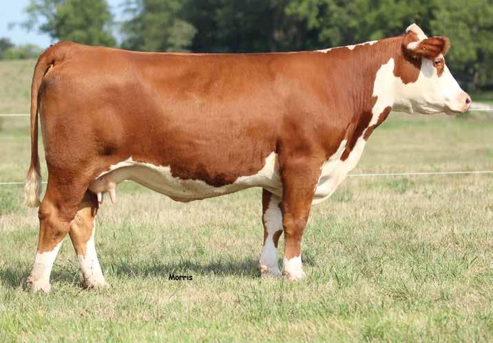 SPRING S Lot 1 BB 139 Perfect Domino 1568 1 BB 139 PERFECT DOMINO 1568 P43653650 Calved: Sept.
