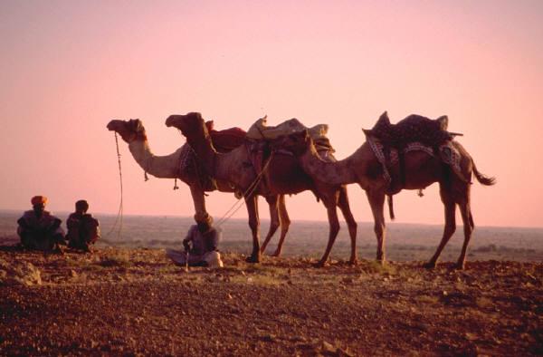 The camel was one of the first domesticated animals used in warm countries to transport man and goods.