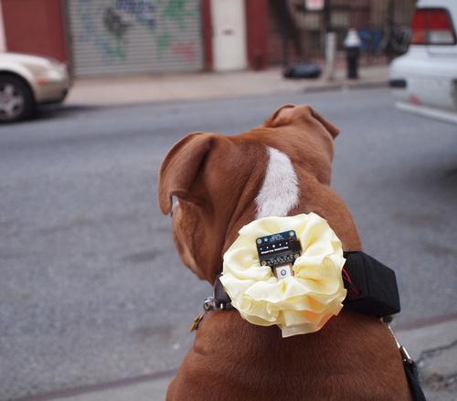 GPS Dog Collar Created by Becky Stern