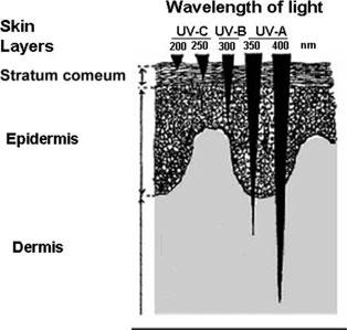 Figure 1 Penetration of different wavelengths of light into human skin. main absorbers.