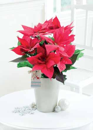 Christmas Poinsettia in Ceramic Pot We re proud to be able to offer this gorgeous Christmas Poinsettia, supporting Help For Heroes this festive period.