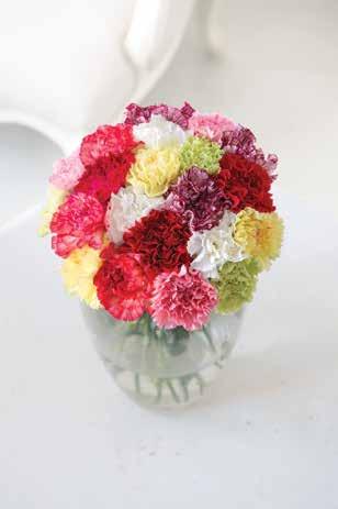 Simply Carnations These bright, cheerful and long lasting carnations make a lovely gesture, whatever the occasion.