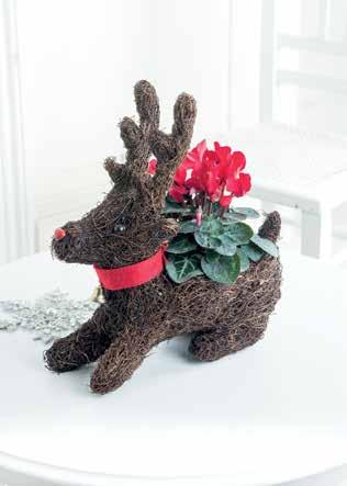 Contains 9cm red cyclamen plant and novelty dog planter. 21.99 Code FX03531P Who can resist these cute gifts?