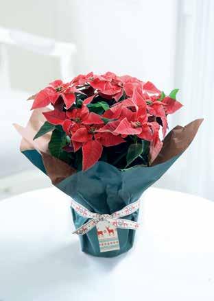 Festive Poinsettia A plant which says Christmas like no other and our gorgeous Festive Poinsettia comes lovingly wrapped with gift tag and ribbon bow.