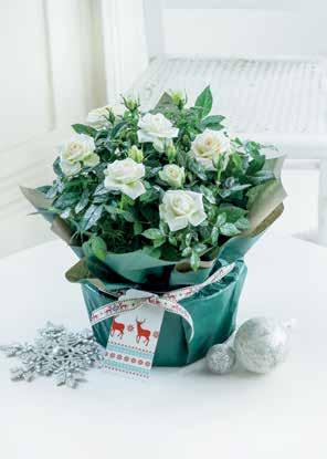 NEW Festive Rose Bowl Delicate white roses are beautifully wrapped in our gorgeous Festive Rose Bowl and make for a gift which will be truly loved.