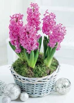Festive Hyacinth This is a lovely alternative to Christmas flowers.