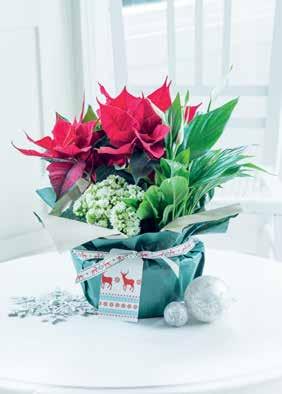 A delightful long lasting gift. Contains 19cm hyacinth plant with 5 bulbs and plywood basket. 17.
