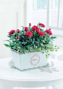 Contains 10.5cm red cyclamen plant, light brown basket, and gift tag. 16.