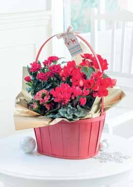 NEW Jolly Red Basket Our busy elves have created an exquisite gift for the festive season. Contains 12cm red begonia plant, 10.