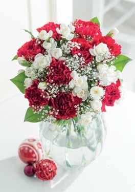 Festive Carnation Joy Carnations are loved by all and our Festive Carnation Joy won t fail to delight.