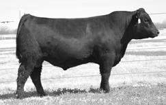 Sire of Lots 97 & 98. ANGUS Spring Yearling Bulls GARDEnS PRimE StAR EXAR PRimE StAR 8447 97 100 Reg. No: 16240118 Tattoo: 8447 DOB: 2/27/2008 n BAR PRiMe time D806.