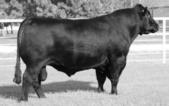 84 Ranks in the Top 25% for YW EPD, 25% for Milk EPD, 10% for MARB EPD. bid online At: www.liveauctions.tv EXAR PRimE StAR 8628 98 86 Reg.