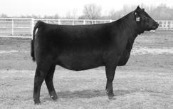 ANGUS Fall-Born, Show-Heifer Prospects Lot 201 EXAR PRincEss 7326 Sydney Schnoor s Div. IV Champion Female at the 2008 NJAS and full sister to Lots 202A and 202B.