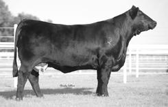 This is one awesome female by the great phenotype Angus sire Northern Improvement and produced by the very predictable Rebeca cow family. 303A EXLR REBECA 214U LIM-FLEX COW (62/55.