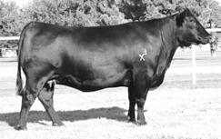 Purebred & Lim-Flex Pairs LIMOUSIN A granddaughter of LVLS Rebeca, the dam of Lot 326. Daughter of BR Midland, sire of Lots 326 & 328. 326 EXLR REBECA 1014S LIM-FLEX COW (43/41.